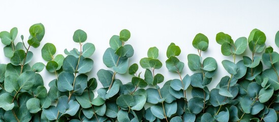 Poster - Eucalyptus Leaves Arrangement on White Background for Spa Decor with Copy Space for Text and Relaxation Themes