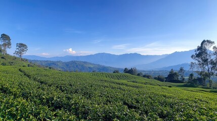 Aufkleber - Expansive green tea fields with distant mountains under a clear blue sky in a picturesque rural landscape