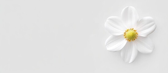 Poster - Fresh white flower isolated on a clean white background ideal for design purposes or greeting card templates with ample space for text.