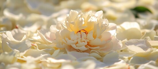 Poster - Elegant white peony surrounded by delicate petals creating a serene floral backdrop with ample space for text integration