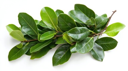 Poster - Lush green tree branch with vibrant leaves isolated on a clean white background showcasing natural beauty and freshness.