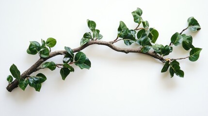 Poster - Lush green tree branch with vibrant leaves displayed on a clean white background for natural and botanical themes.