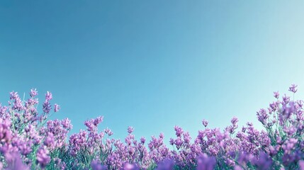 Poster - Vibrant purple flowers under a clear blue sky creating a serene meadow scene with ample space for text and design elements