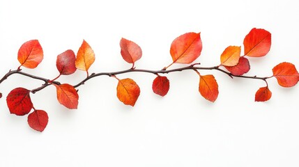 Poster - Colorful autumn leaves branch on a clean white background with ample empty space for text or graphic overlays.