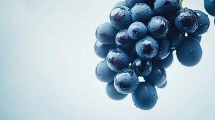 Leinwandbilder - Freshly harvested black grapes glistening with dew against a soft blue background showcasing their vibrant color and natural allure.