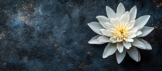 Poster - Elegant White Lotus Flower Representing Purity and Virtue on Dark Background with Room for Text and Design Elements