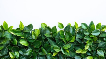 Aufkleber - Tropical green foliage border design on a clean white background ideal for nature-themed presentations and creative projects.