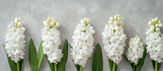 Poster - White Hyacinth Flowers on Neutral Grey Background with Ample Space for Text and Design Elements