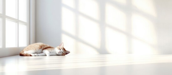 Wall Mural - Cats Serenity in Bright Indoor Space with Large Window Natural Light and Empty Copy Space for Text