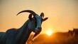 © anomalicreatype - Sunset Goat Portrait: Serene Silhouette at Golden Hour