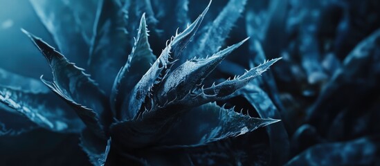 Aufkleber - Close-up of dark blue spiky succulent leaves with water droplets and textured details in low light conditions Copy Space