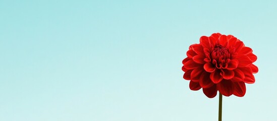 Wall Mural - Single vibrant red flower on a green stem against a light blue background with copy space for text placement.