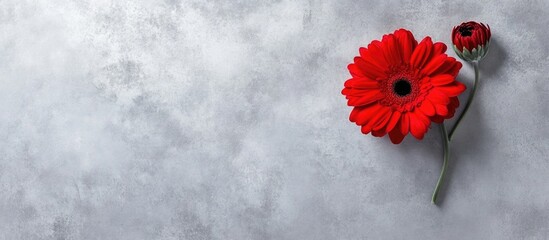 Wall Mural - Red gerbera daisy and red carnation flower on textured gray background with copy space for text insertion