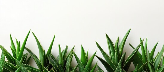 Wall Mural - Green succulent plants with sharp leaves against a white background suitable for copy space design