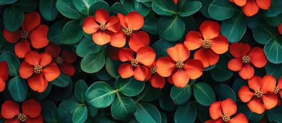 Wall Mural - Vibrant red flowers with green leaves in a natural setting suitable for backgrounds and designs with Copy Space