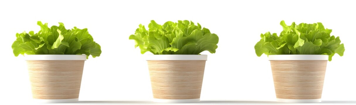 Set of three green lettuce-like plants in pots, isolated on a white background, side view. 3D rendering. 