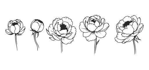 Wall Mural - Peony Flowers Set. Floral Botanical Sketch Line Drawing of Peony Flowers. Vector Isolated Botanical Illustration. Floral Template for Print, Wrapper Paper, Coloring Book.