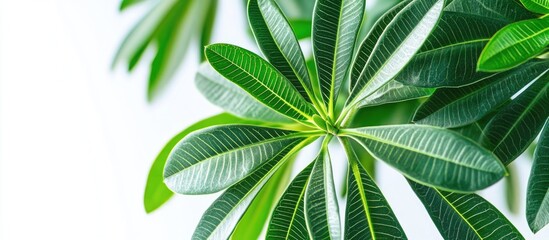 Aufkleber - Close-up of green leaves with light veins on a white background with Copy Space for text placement