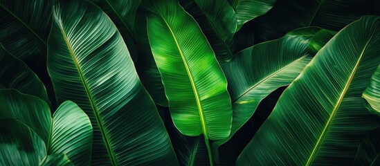 Aufkleber - Close-up of lush green tropical leaves in a dark background with Copy Space for text placement.