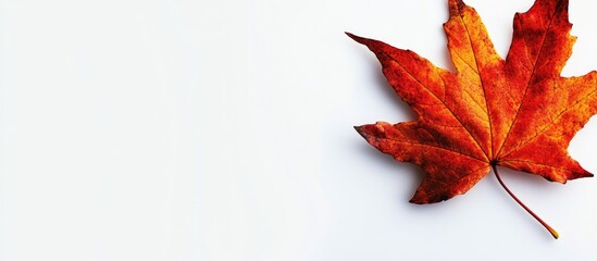 Aufkleber - Autumn Maple Leaf on White Background with Copy Space