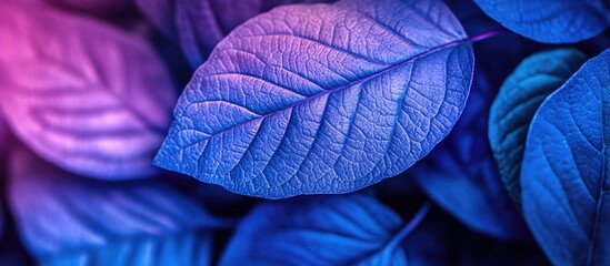 Aufkleber - Vibrant purple and blue textured leaves background with Copy Space for text insertion