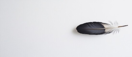 Aufkleber - Black and white feather on a light background with ample copy space for text placement