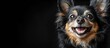 © CreativeBro - Happy Chihuahua Dog Portrait on Black Background with Copy Space for Text