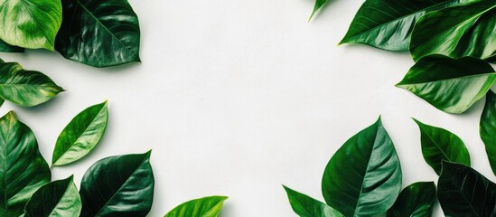 Aufkleber - Green tropical leaves arranged around a blank white surface with space for text Copy Space