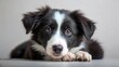 © Praphunsak - Border Collie Black Puppy Cuddling, puppy, black,  puppy, black, snuggle,cute, breed, puppy care, play, playful, furry