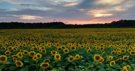 Wall Mural - field of sunflowers at sunset