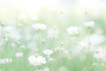 Wall Mural - White Dreamy background flower backgrounds outdoors.