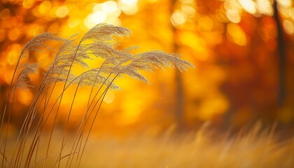 Wall Mural - Golden Hour Meadow Tall Grasses Glow in the Warm Sunlight, Creating a Dreamy Bokeh Background