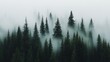 © VK Studio - Spacing themselves in mist, a series of tall evergreens creates a hauntingly beautiful scene, resonating with the mystique of untamed nature.