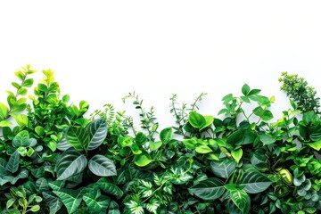 Wall Mural - Plant border nature green backgrounds.