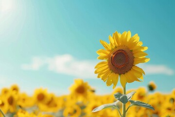 Canvas Print - Sunflower field sunflower sky outdoors.