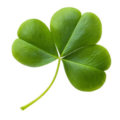 Wall Mural - leaf clover on white or transparent background
