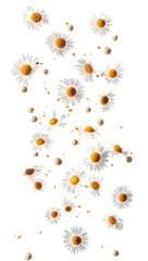 Wall Mural - falling chamomile isolated on white background, full depth of field