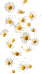 Wall Mural - falling chamomile isolated on white background, full depth of field