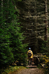 A young woman in a yellow raincoat with a backpack stands in coniferous forest with two dogs - German and Australian Shepherds. Rear view. Hiking with pets concept. Durmitor national park, Montenegro