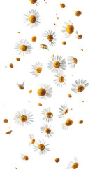 Wall Mural - falling chamomile isolated on white background, full depth of field