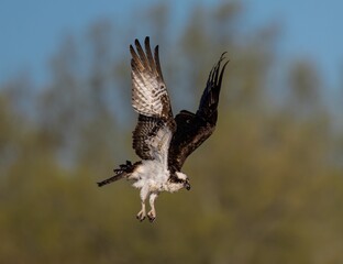 Wall Mural - Osprey in flight with striking plumage