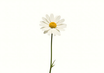 Wall Mural - isolated daisy image clipping path included digital use