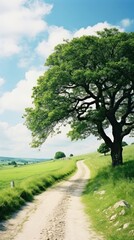 Wall Mural - Summer country road landscape grassland outdoors.