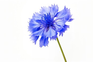 Wall Mural - Cornflower blossom petal plant.