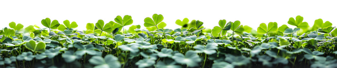 Wall Mural - A clover field for St. Patrick's Day isolated on transparent background.