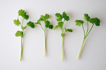 Sticker - A close-up shot of a group of green leaves on a white background, suitable for use in designs and illustrations