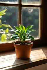 Wall Mural - Green plant in terracotta pot sits in sunlight by window