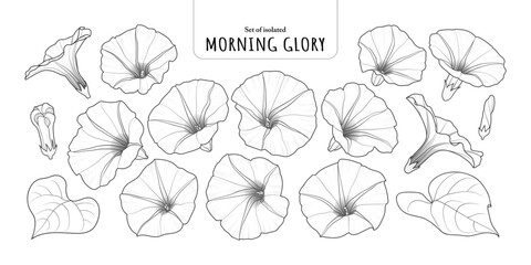 Wall Mural - Set of isolated Morning Glory. Cute flower illustration in hand drawn style. Black outline and white plain on a transparent background.