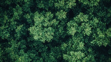 Aerial view of lush green forest canopy, nature background, perfect for website or print