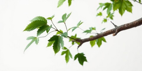 Wall Mural - Foliage of green leaves on a gnarled beech branch against a plain white background, nature photography, natural